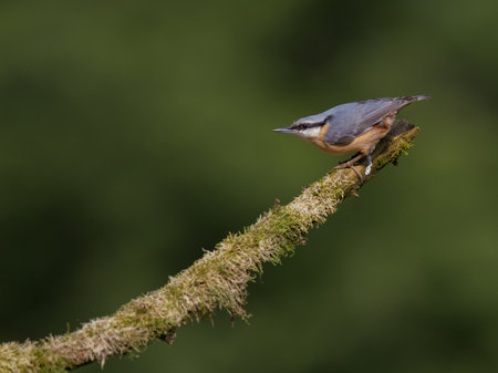 A closeup shot of a cute Eurasian nuthatch (Sitta europaea) bird perched on a branchの写真素材