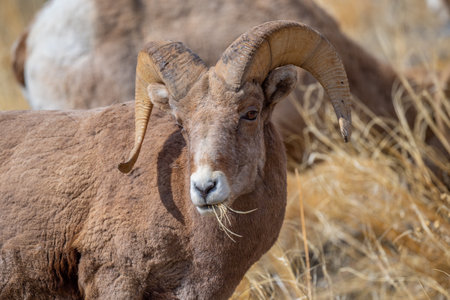 A selective of a snow sheep (Ovis nivicola) in a dry fieldの写真素材
