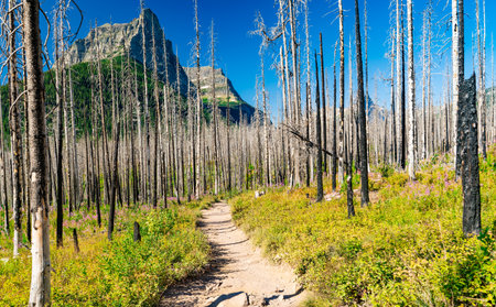 A closeup of the Glacier National Park, Montanaの写真素材