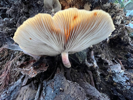 A closeup shot of a wild mushroom grown on a tree trunkの写真素材