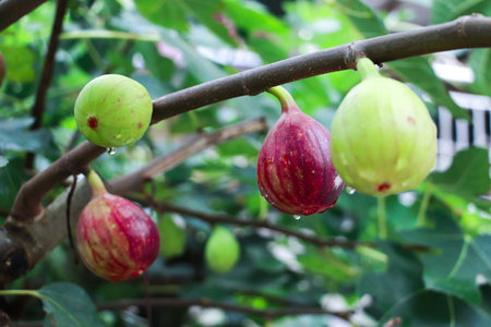 A closeup of growing figs on a tree in the greenhouse garden