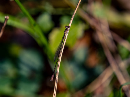 A closeup of a damselfly perched on a thin branch with plants in the background.