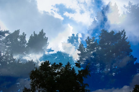 A bottom shot of a silhouette of tree branches with an effect of branches with low opacity in blue.