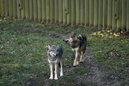 Two beautiful gray wolves looking around while standing in nature