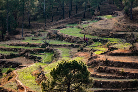 The view of rice field terraces. Banaue, Philippines.の写真素材