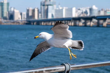 A closeup shot of a seagull flying off from a fence near the water