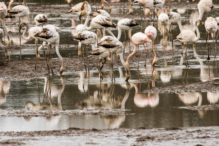 A very large flock of greater flamingos (Phoenicopterus roseus) feed on some rice fields near the city of Coimbra, Portugal.の写真素材