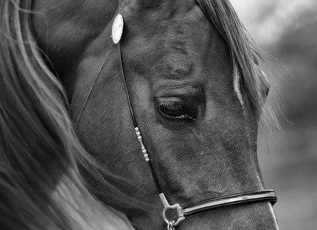 A grayscale shot of an arabian horse in a pastureの写真素材