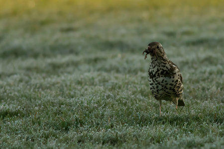 A closeup of a beautiful Mistle Thrush in a field on a sunny dayの写真素材
