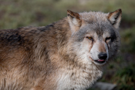 A closeup of a wolf in a forest in Germany