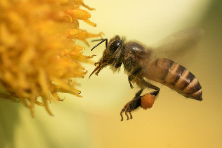 A macro shot of a honey hunter bee looking for pollen in the yellow flower