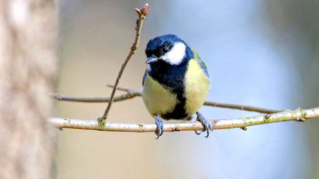 A Shallow focus of a Great tit bird on a tree branchの写真素材