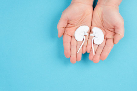 Hands holding a kidney, paper cut out, world kidney day, health problems, organ transplantation,...