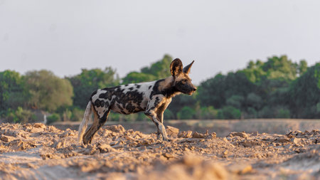 A selective of an African wild dog (Lycaon pictus)の写真素材