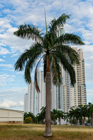 A vertical shot of a lonely palm tree in the background of buildings.の写真素材