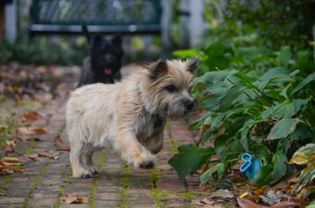 closeup photo of small little dog smelling the grass and leavesの写真素材