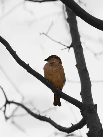A vertical low angle shot of a sparrow bird perched on a branch