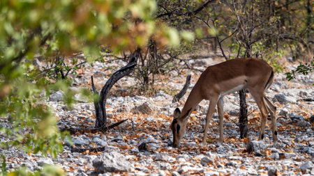 A closeup of a Black Face Impala in thefieldの写真素材