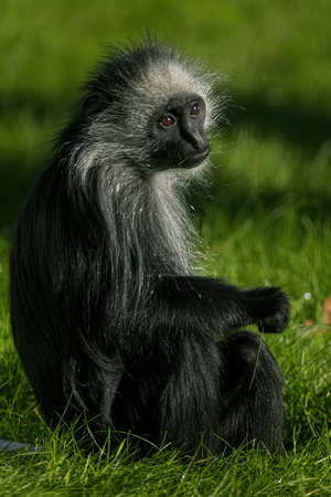 A shot of the beautiful Colobus Monkey sitting on grass