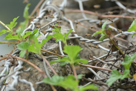 A selective focus of a colony of bees flying over a wired fence and green leavesの写真素材