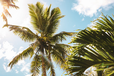 A low angle shot of Coconut trees from Fijiの写真素材