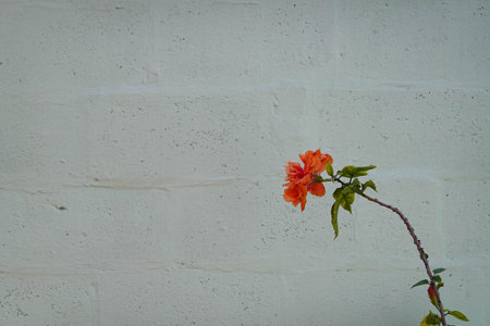 A delicate orange hibiscus flower on the white wall background