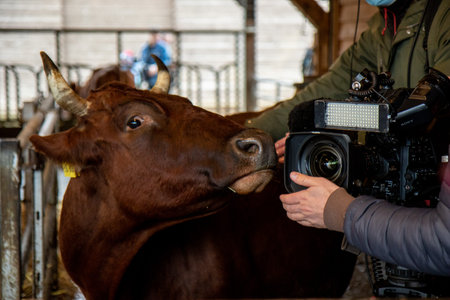 A closeup of a brown cow looking at the video camera in Germanyの写真素材