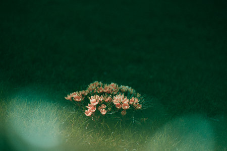 A shallow focus shot of the spring pink crocus flowers in the gardenの写真素材