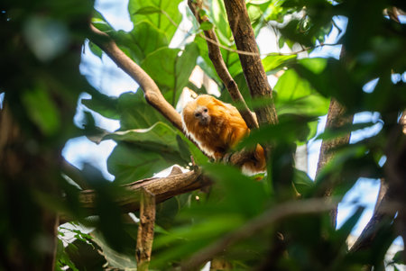 A golden lion tamarin on a leafy tree branch at Zoo Zurich in Switzerland