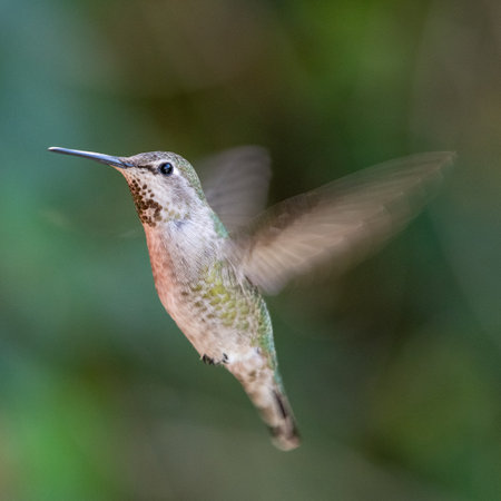 A closeup of a hummingbird with blurred backgroundの写真素材