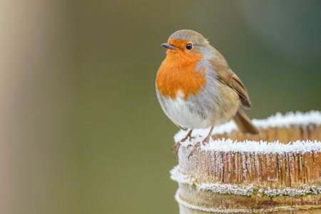 A selective focus shot of European robin (Erithacus rubecula)