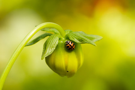 A selective focus of a ladybug on a plant