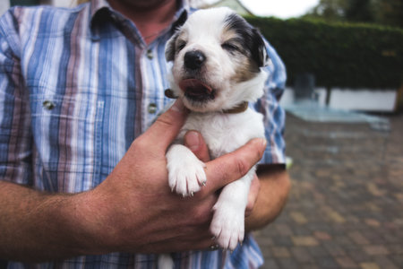 A closeup shot of a man's hands holding a cute black and white puppyの写真素材