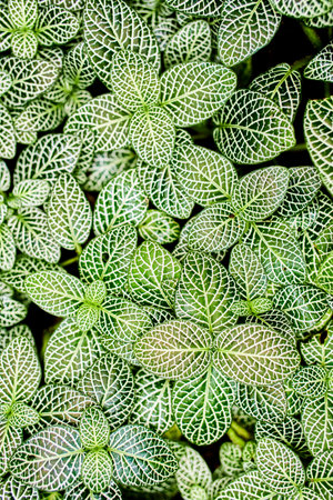The fresh foliage of fittonia plantの写真素材