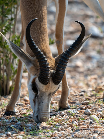 A closeup of a beautiful Springbokの写真素材