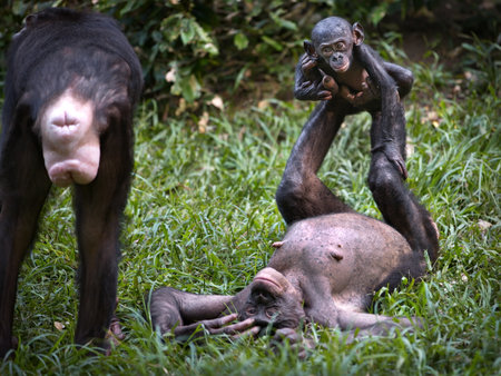 A bonobo monkey couple playing with their baby in the Democratic Republic of the Congoの写真素材