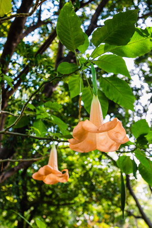 A vertical shot of Brugmansia flowers growing on a tree.の写真素材