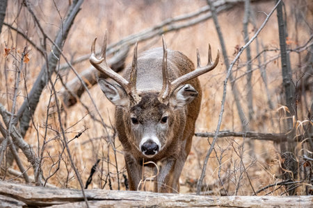 A cute lovely male mule deer in nature during the daytime