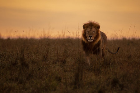 A beautiful lion walking in Masai Mara, Kenya during sunetの写真素材