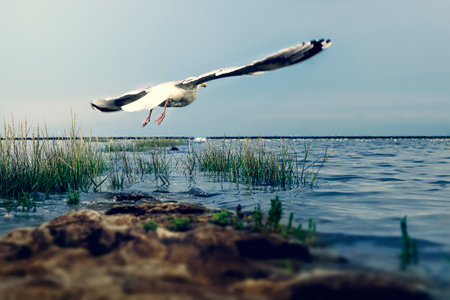 A beautiful shot of a Laughing gull flying over the waterの写真素材