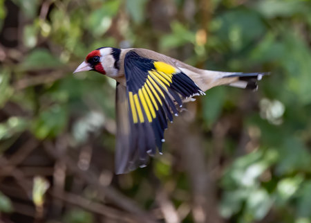 A beautiful shot of a cute goldfinch bird in flight in a gardenの写真素材