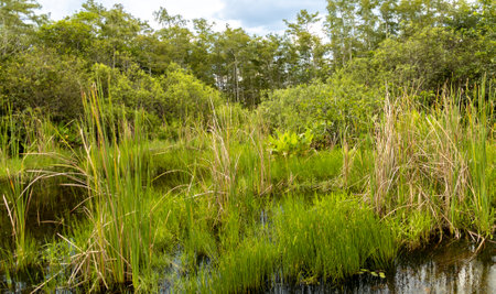 A beautiful shot of reed grasses growing in the pondの写真素材
