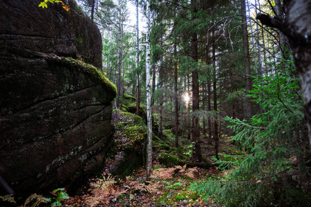 A beautiful summer view of a Finnish forestの写真素材