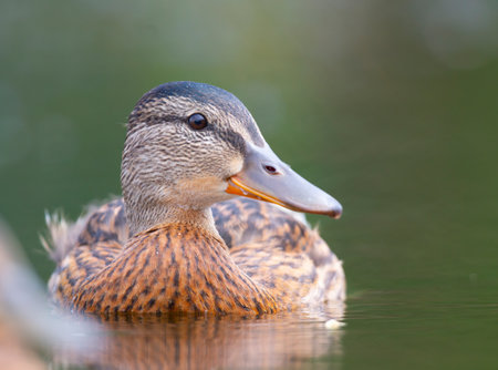 A beautiful mallard floating in the lakeの写真素材