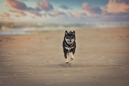A black inu shiba dog running on a beach.の写真素材