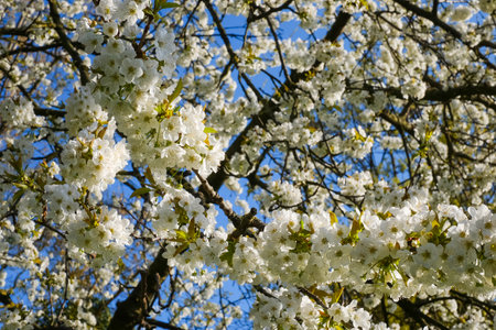 A blooming cherry tree with white flowers