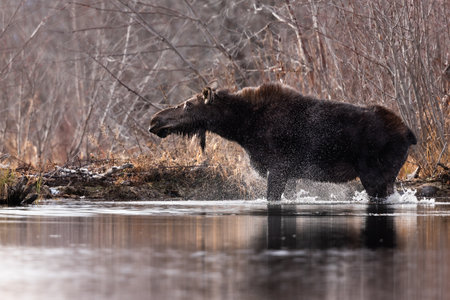 A brown moose swimming in a river Grand Teton National Park, Wyoming, USAの写真素材