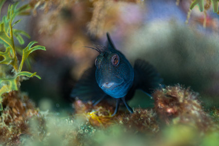 A blue fish swim to the bottom of the water with blurred aquatic grasses on the background