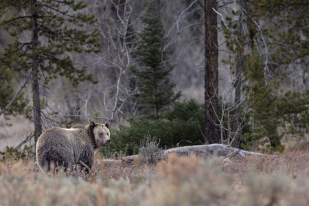 A brown grizzly bear in a field in Grand Teton National Park