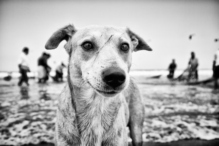 A closeup grayscale of an adorable furry stray dog on the beach on the coast of Ecuadorの写真素材